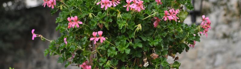 Blumen