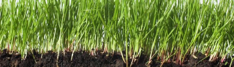 Grasswurzel