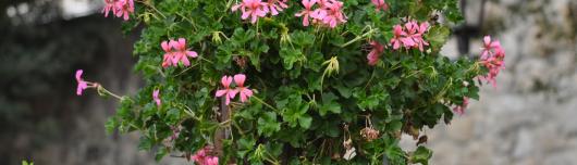 Blumen