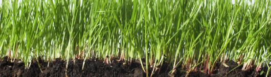 Grasswurzel