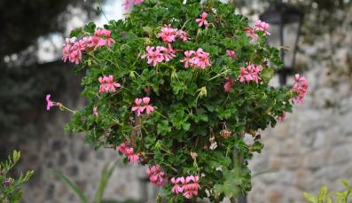 Blumen