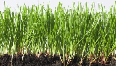 Grasswurzel