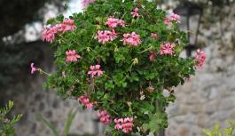 Blumen