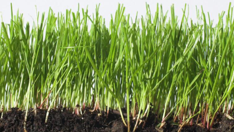 Grasswurzel
