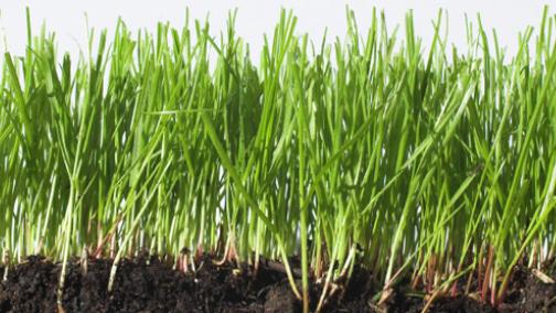 Grasswurzel